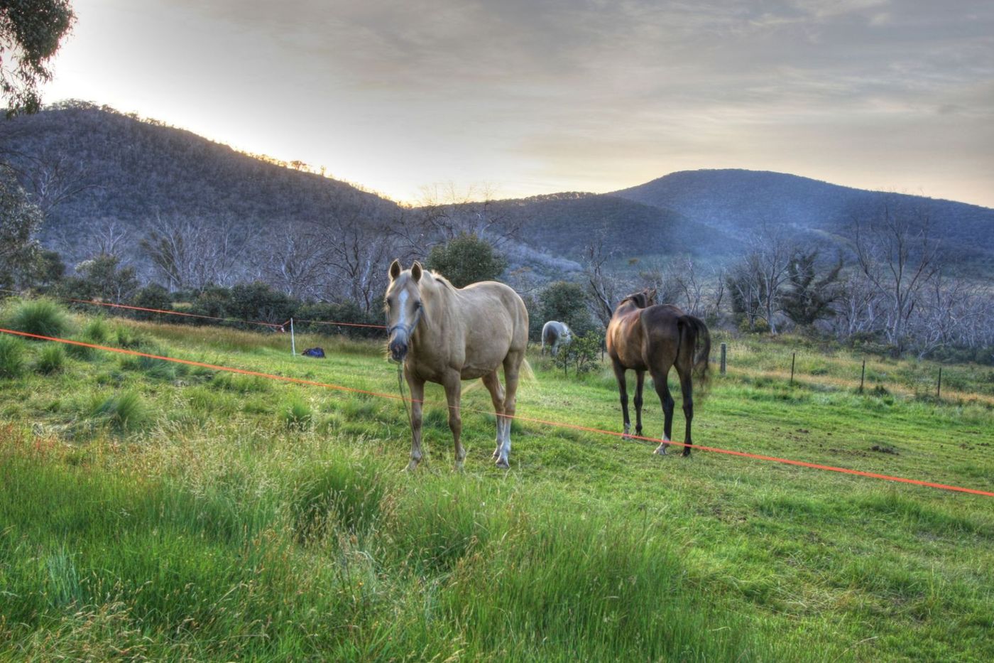 snowy - horses.jpg